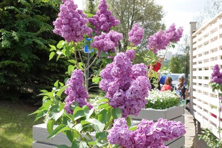 Belgorod Lilacs – an Update